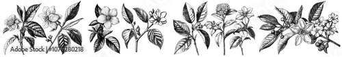 Branches, leaves, and flowers of tea plants drawn by hand