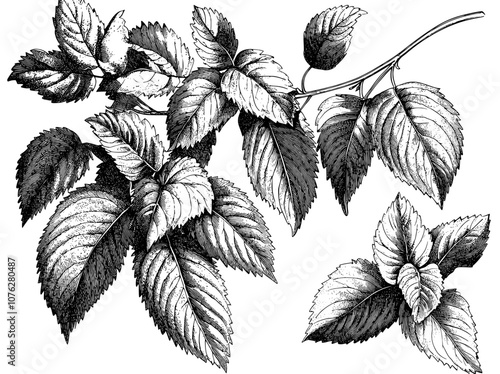 Inked mint leaf. Illustration of peppermint plant. Hand drawn modern illustration of menthol leaf. Healing herb for culinary or drink purposes.
