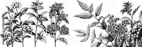 Flowers, branches, leaves, hops, cones. Natural elements. Modern illustration isolated on white.