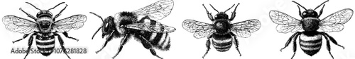 Embroider a graphic illustration of a bumblebee isolated on a white background