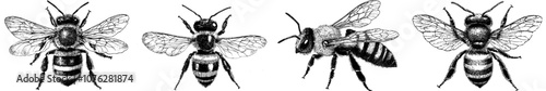 Isolated bee hand drawn graphic illustration engraved