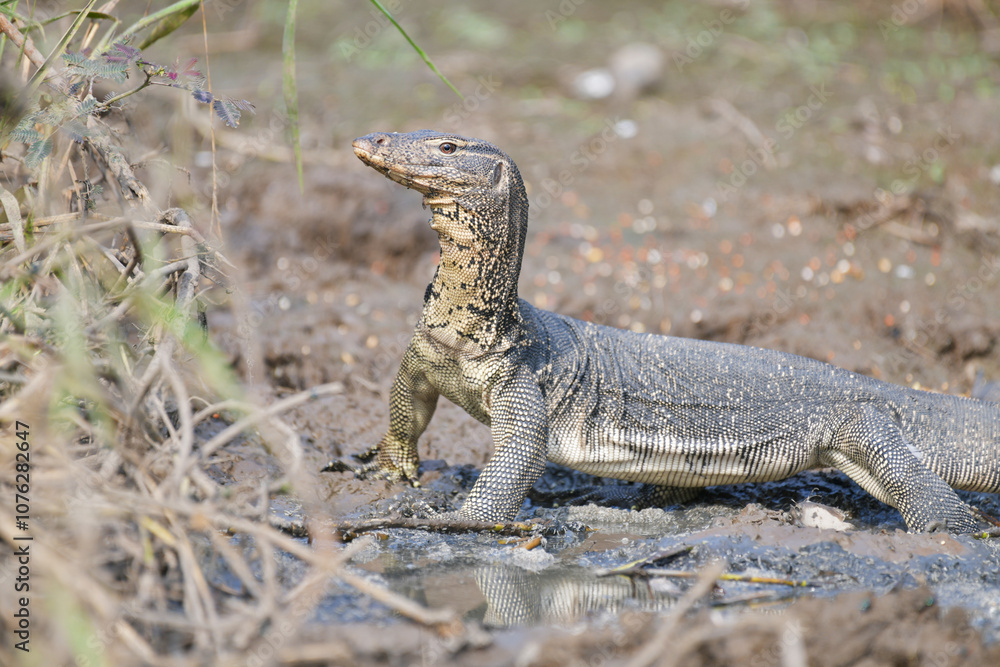 Tree Monitor, Bengal Monitor, Clouded Monitor in pond animal watching in the forest. Tree Monitor, Bengal Monitor, Clouded Monitor in pond animal watching in the forest.