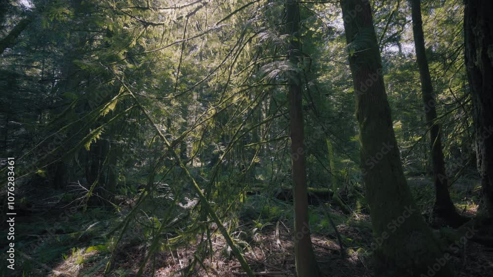 Old-growth dense forest with tall Douglas Fir trees covered in moss. Slow motion. Old-growth dense forest with tall Douglas Fir trees covered in moss. Slow motion.