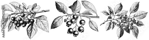 Detailed sketch of a blueberry branch in a vintage style. Retro drawing of a bilberry plant isolated on white.