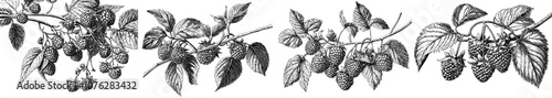 Drawing of blackberry branch and bramble berries. Vintage botany sketch of garden fruit plant. Handdrawn modern illustration of sketchy dewberry on white.