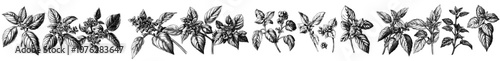 Sketch of peppermint leaves, branches, and flowers. Drawing of spearmint and melissa herbs. Culinary or medicinal aromatic plant twigs. Modern botanical elements.