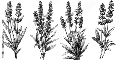 Illustration of elegant Branches of Lavender Flowers