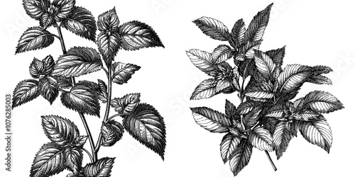 A hand-drawn botanical illustration of melissa bush on a white background.