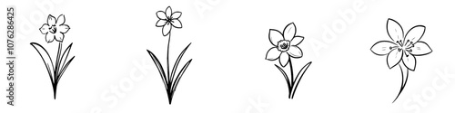 Silhouettes of daffodils blooming buds on white background. A modern element for Easter or romantic design, nature and botanical illustration.