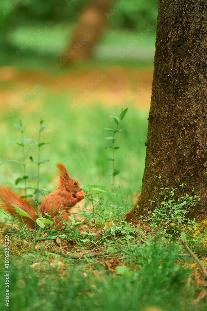 Bushy-tailed red squirrel has a meal in the wild Bushy-tailed red squirrel has a meal in the wild
