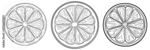Illustration of an orange. Modern sketch of a citrus fruit. Illustration of an exotic plant.