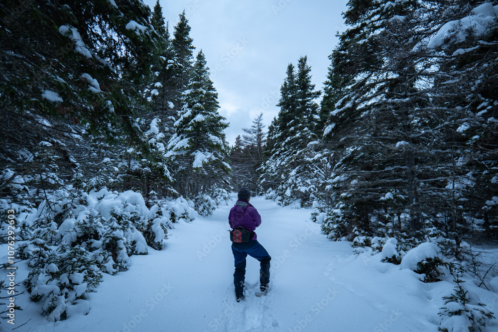 A Woman Dressed in Purple Winter Clothes Walks in with Snowshoes on a Snow-Covered Trail in the Woods of Anticosti Island, Quebec, Canada