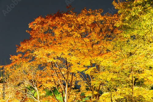 夜の紅葉