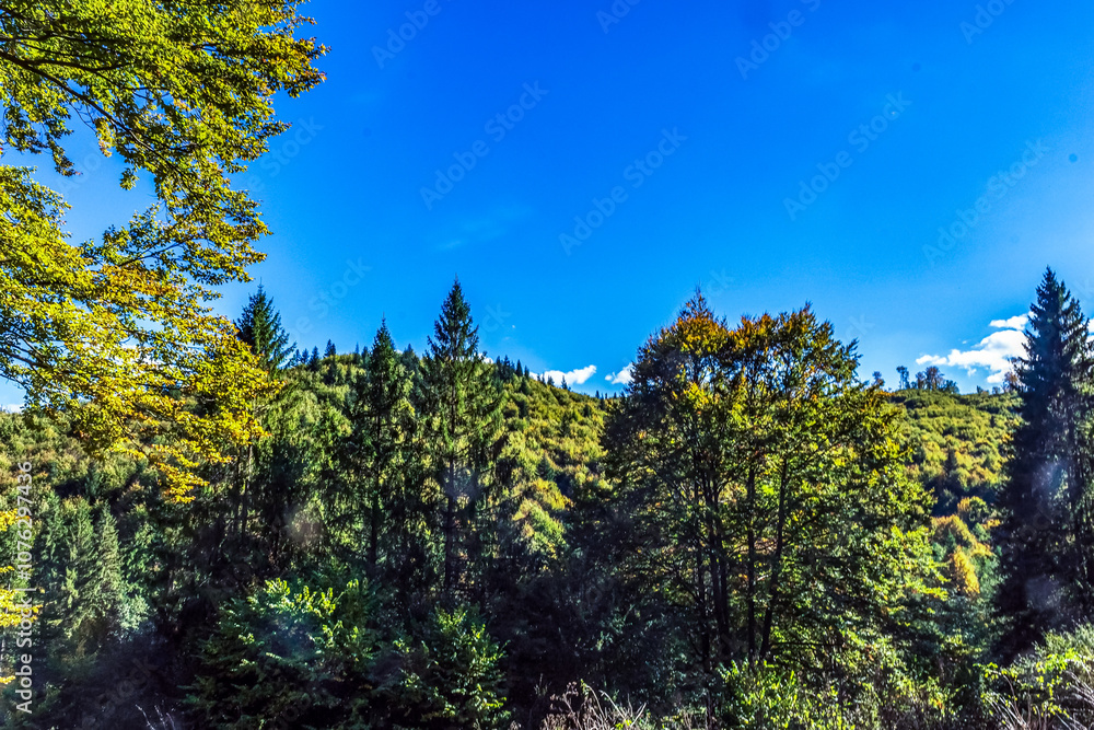 Landscapes - Forest - Europe, Romania, Suceava region Landscapes - Forest - Europe, Romania, Suceava region