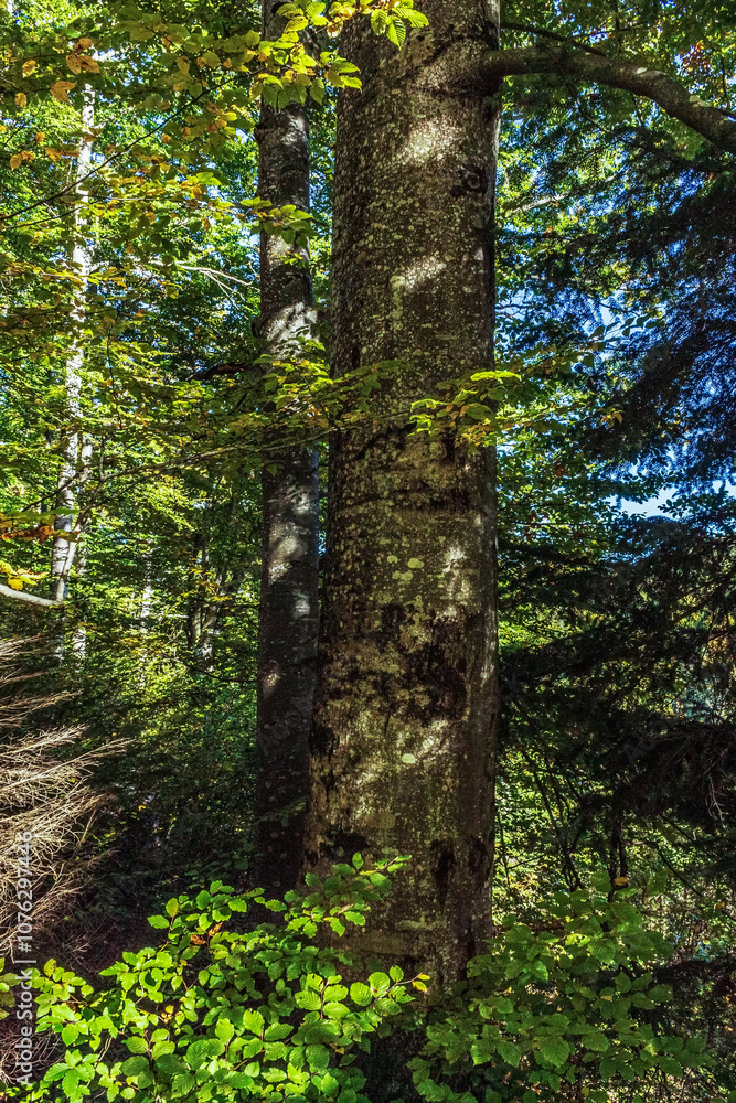 Fototapeta premium Landscapes - Forest - Europe, Romania, Suceava region