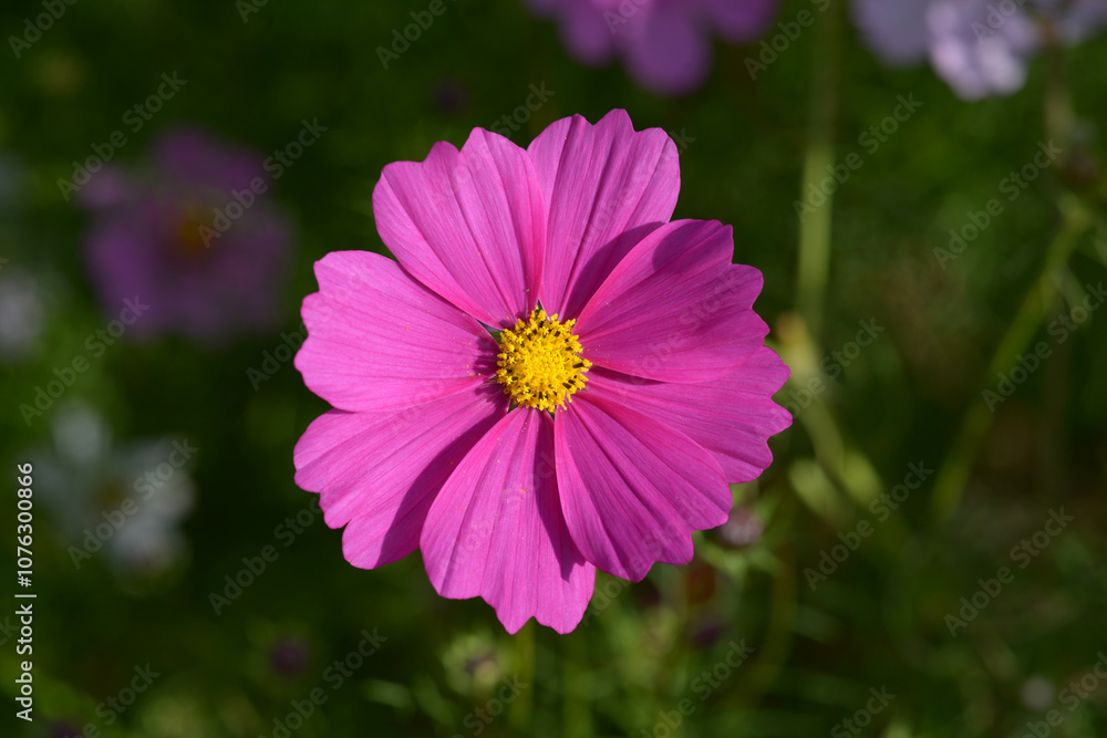 Obraz premium 濃いピンクのコスモス