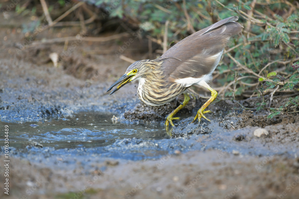pond heron in pond birdwatching in the forest. pond heron in pond birdwatching in the forest.