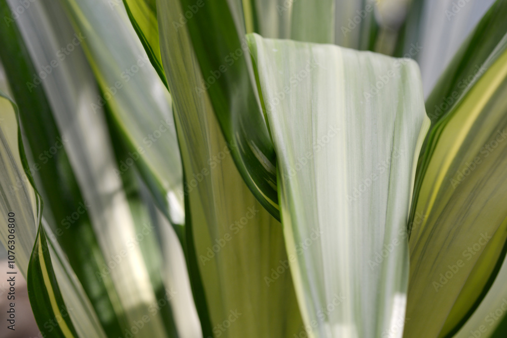 Obraz premium 葉模様 自然の造形