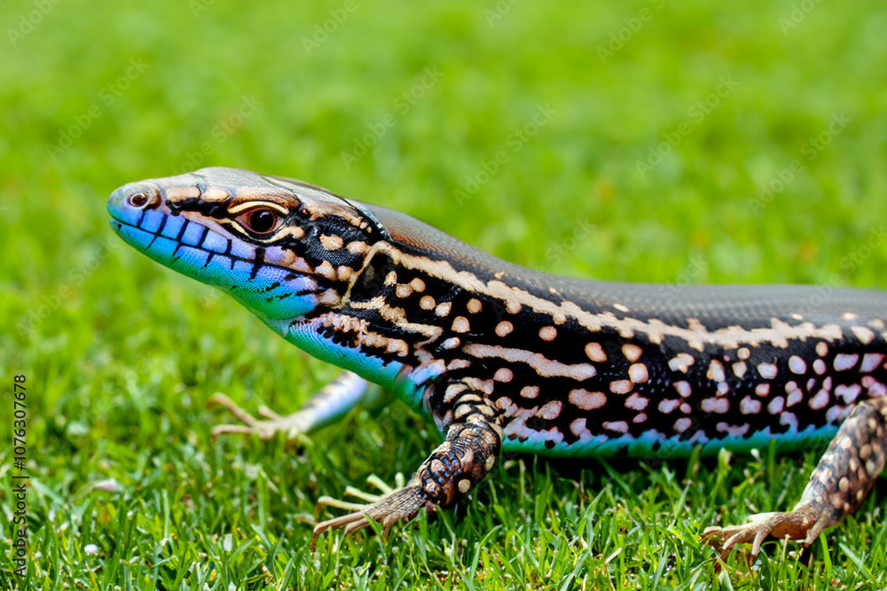 Large lizard crawls on lawn and browns it with green grass. portrait predator concept. large lizard crawls on a green on a lawn and browns it with green grass. a lizard crawls on a grassy lawn in. Large lizard crawls on lawn and browns it with green grass. portrait predator concept. large lizard crawls on a green on a lawn and browns it with green grass. a lizard crawls on a grassy lawn in.