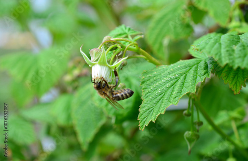 a bee on a raspberry bush pollinates the flowers macro