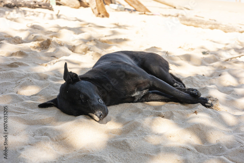 A black dog peacefully sleeping on a sandy beach. Dappled shadows from sunlight enhance the tranquil scene. Rest and enjoying simple moments. Stray animal photo