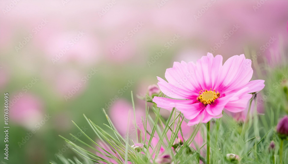Pink Flower Standing Out in Field and Copy Space Pink Flower Standing Out in Field and Copy Space