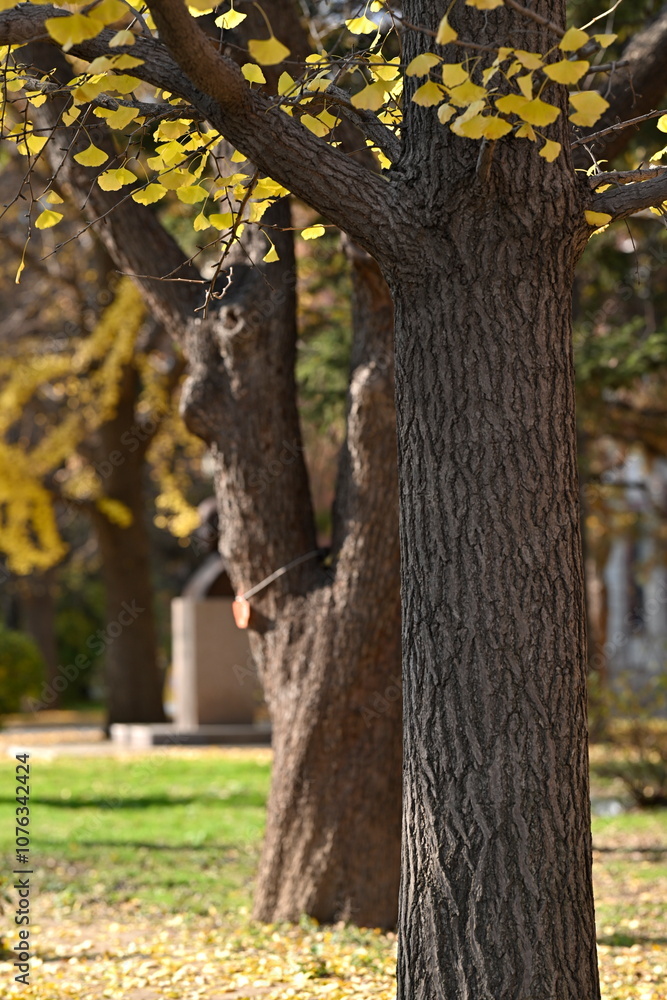 Obraz premium tree, nature, spring, flower, branch, autumn, leaf, plant, blossom, winter, season, leaves, green, frost, forest, summer, bush, yellow, bud, cold, cherry, red, natural, sky, grass