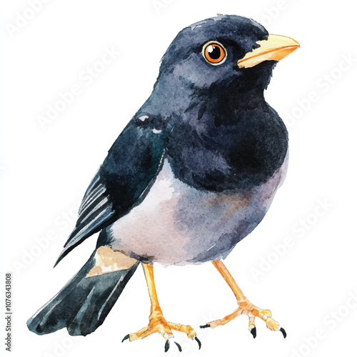 cute Myna watercolor clipart illustration isolated