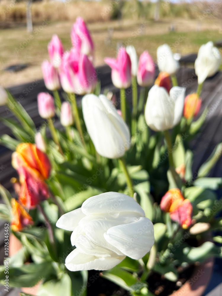 花壇に咲く色とりどりのアイスチューリップ 花壇に咲く色とりどりのアイスチューリップ
