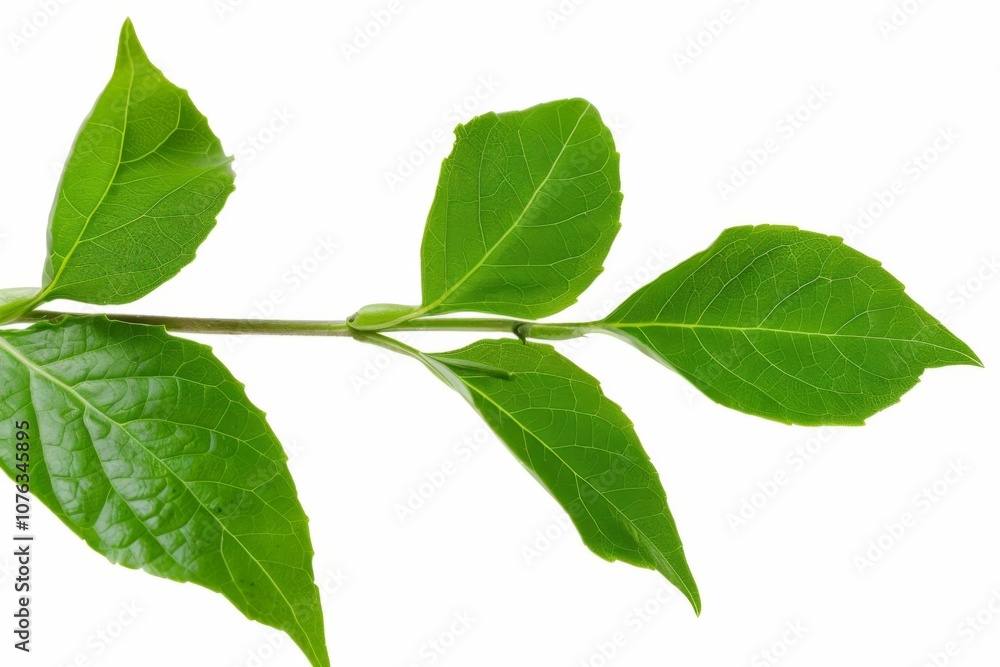 A delicate twig of star jasmine displays lush green leaves, elegantly isolated on a bright white background, inviting admiration for its natural beauty. A delicate twig of star jasmine displays lush green leaves, elegantly isolated on a bright white background, inviting admiration for its natural beauty.