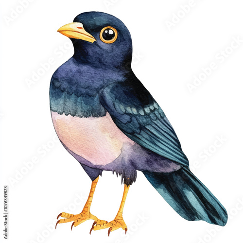 cute Myna watercolor clipart illustration isolated