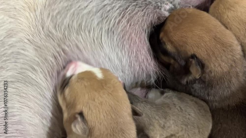 Wallpaper Mural sleeping dog sleeping Torontodigital.ca