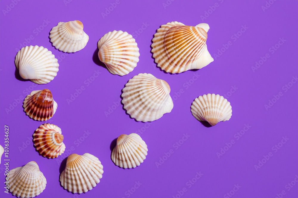 A sea of shells in purple on a. Nature shell natural concept. Colorful seashells lying on a purple. Colorful seashells and small shells lying on the lifestyle sea in the.