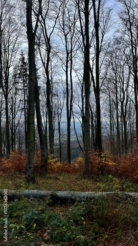 Autumn landscape, autumn trees without leaves in the mountains of Poland