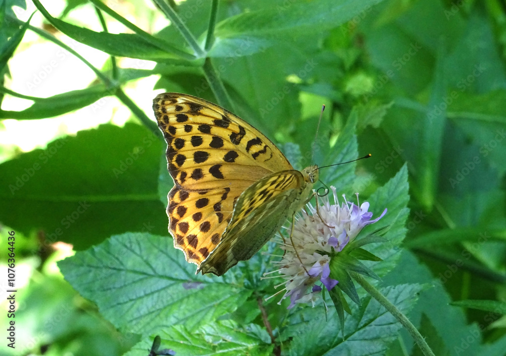 Obraz premium papillon Tabac d'Espagne