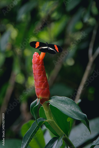 red and black butterfly