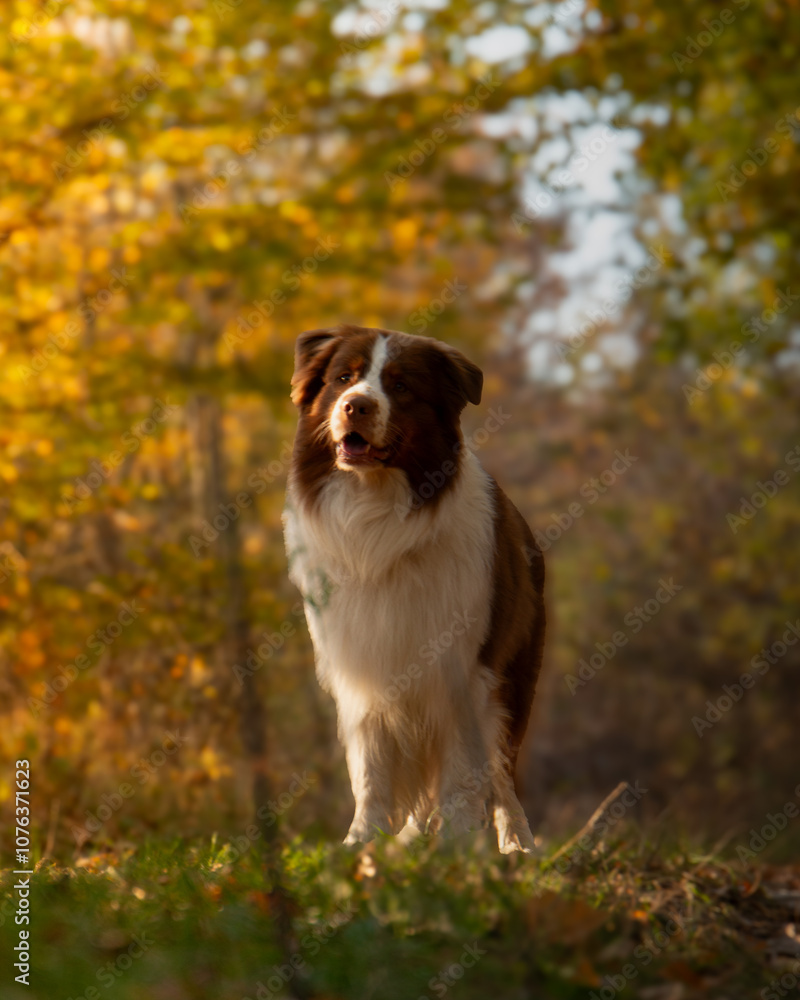 Golden Moments: Dog in the Autumn Sunset Golden Moments: Dog in the Autumn Sunset