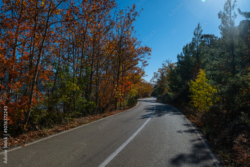 View of the forest road with green and yellowing trees. View of the forest road with green and yellowing trees.