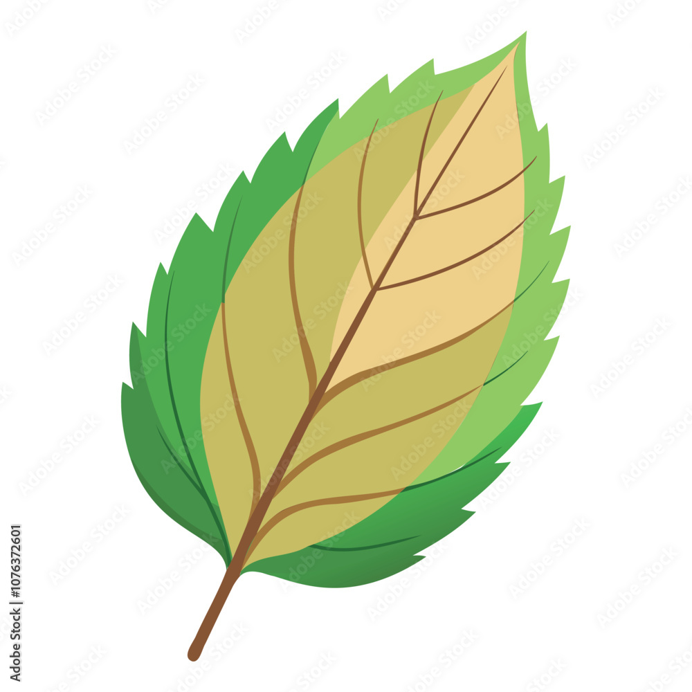 beech leaf vector art for autumn tree and botanical designs