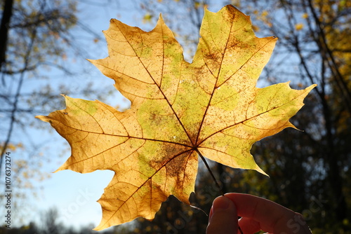 Yellow autumn maple leaf in hand close up on a trees and sky background. Photo 21 October 2024 year.