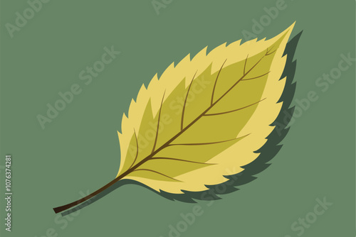 beech leaf vector art for autumn tree and botanical designs