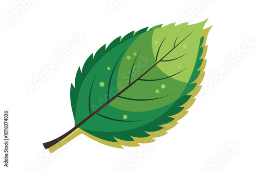 beech leaf vector art for autumn tree and botanical designs