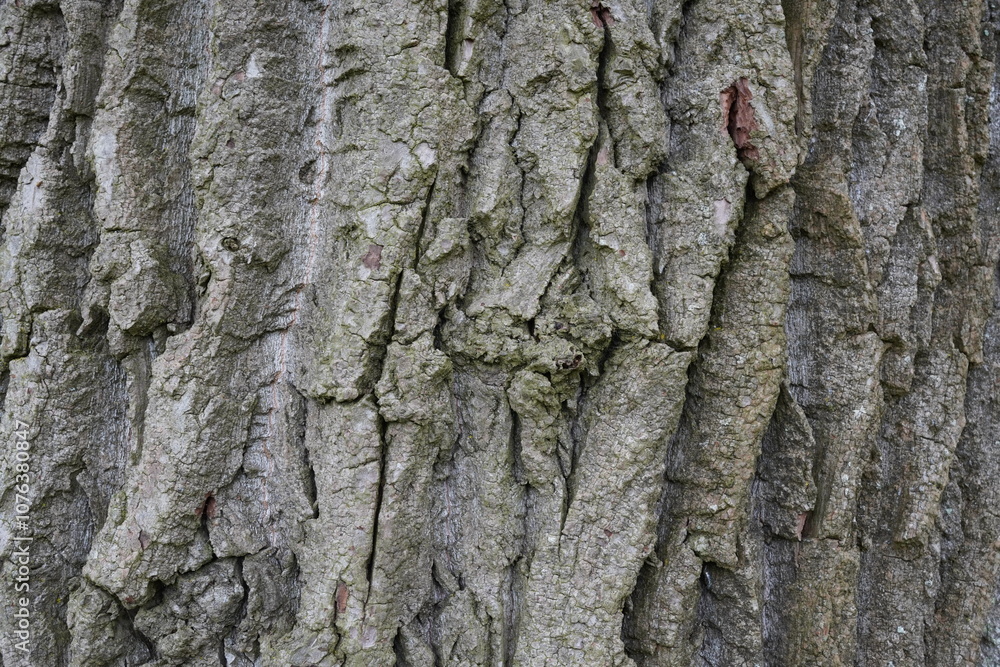 cracked tree bark of oak tree. rough wood tree trunk background. cracked tree bark of oak tree. rough wood tree trunk background.
