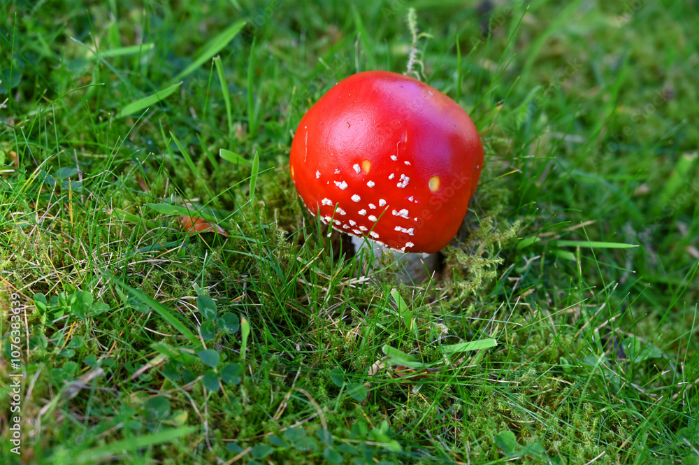 Fliegenpilz jung Fliegenpilz jung