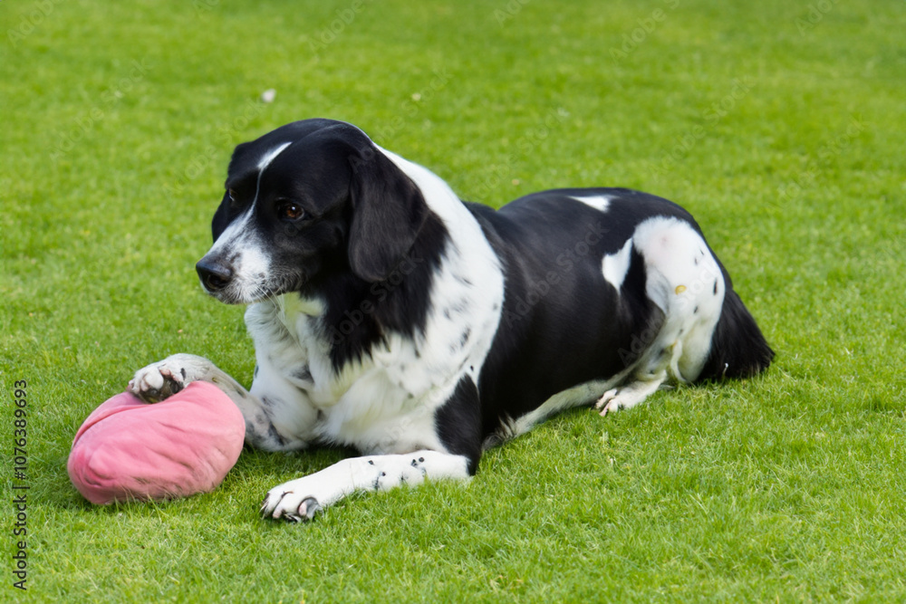 Ball, green, and lawn. grass dog pet concept. dog, animal, toy, ball, domestic, on the lawn. dog, dog, a dog, a toy, a green, and a domestic lifestyle lawn. Ball, green, and lawn. grass dog pet concept. dog, animal, toy, ball, domestic, on the lawn. dog, dog, a dog, a toy, a green, and a domestic lifestyle lawn.