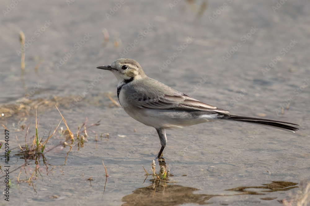 White wagtail standing in the pond water White wagtail standing in the pond water