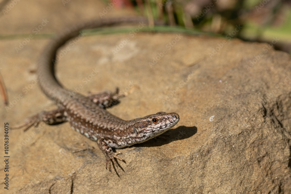 Common wall lizard standing on rock in mountain Common wall lizard standing on rock in mountain