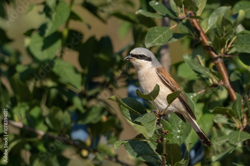 Red-backed shrike perched on a branch of tree photo