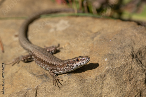 Common wall lizard standing on rock in mountain