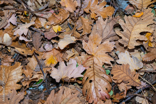 Dry oak leaves fallen to the ground in the fall in an oak forest. Quercus vulcanica